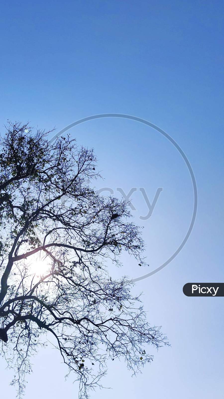 A tree standing looking beautiful. The blue sky over around and also sun is shining on the top. beautiful image of sun and tree combination. Blue sky ,tree and sun are in one shutter .