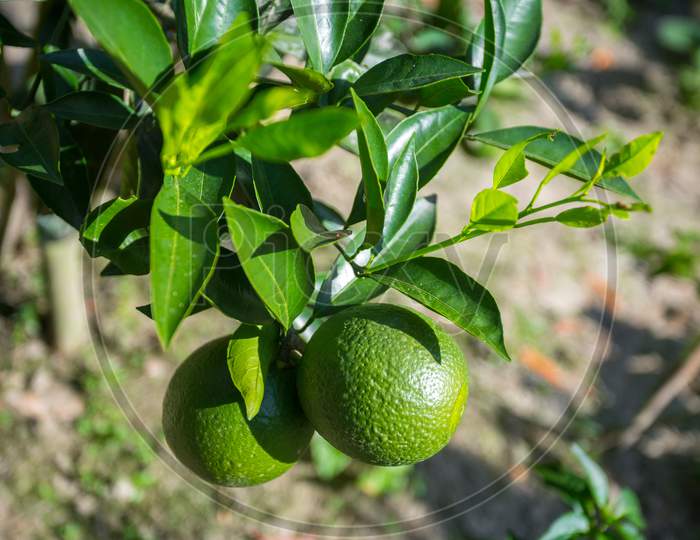 Green Malta(Citrus) Hanging On Tree In Bangladesh.