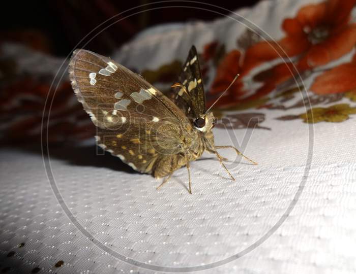 Closeup pollinator cynthia moth insect image