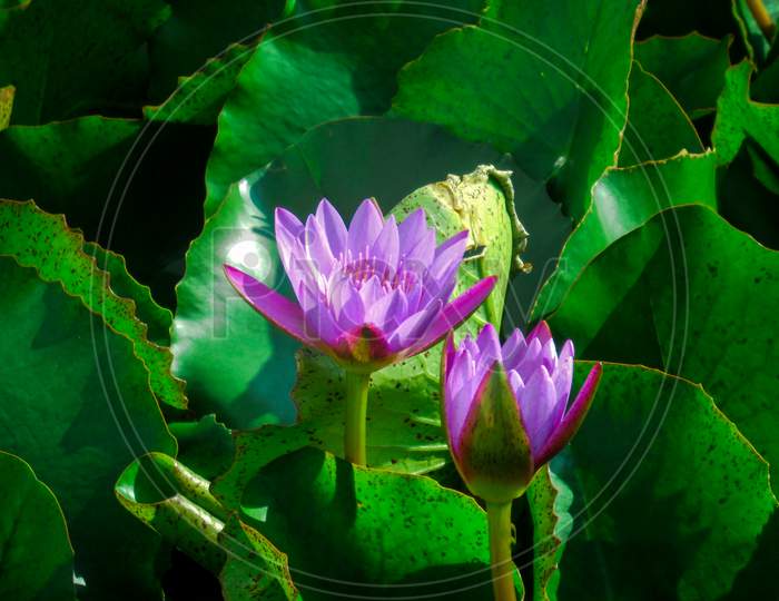 Two Isolated Violet Lotus Flowers In The Pond Surrounded By The Green Leaves.