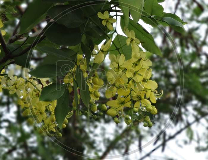 Beautifull natural sonajhuri  yellow flowering plant background wallpaper