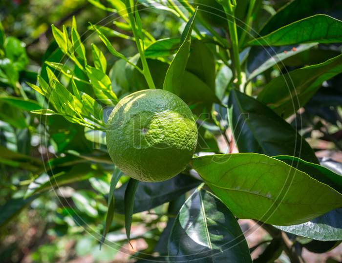 Green Malta(Citrus), Bare-1 Sweet Malta Fruit Hanging On Tree In Bangladesh.