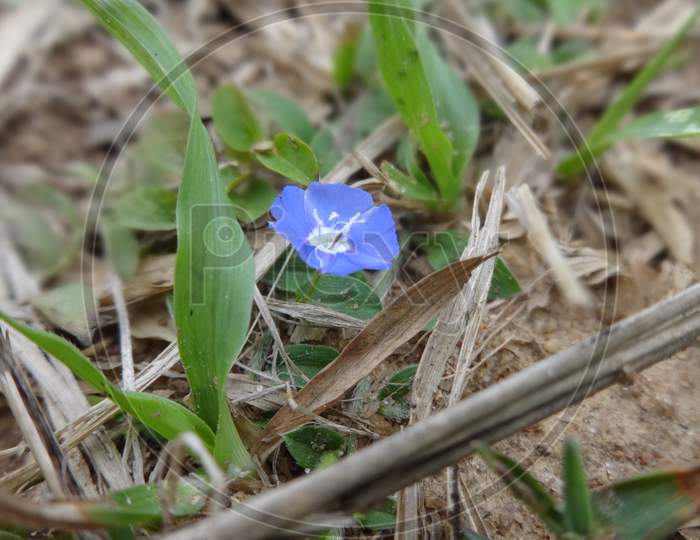 Gentiana petal blue closeup macro flowering plant photography
