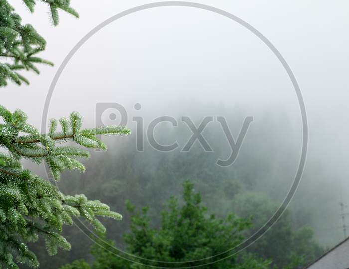 Fog Valley Ooty