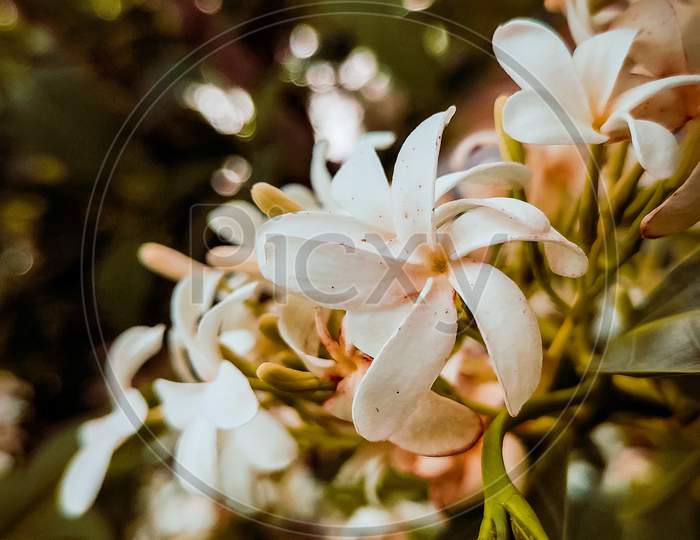 A lots of  white colour flowers are blooming with full of beauty.