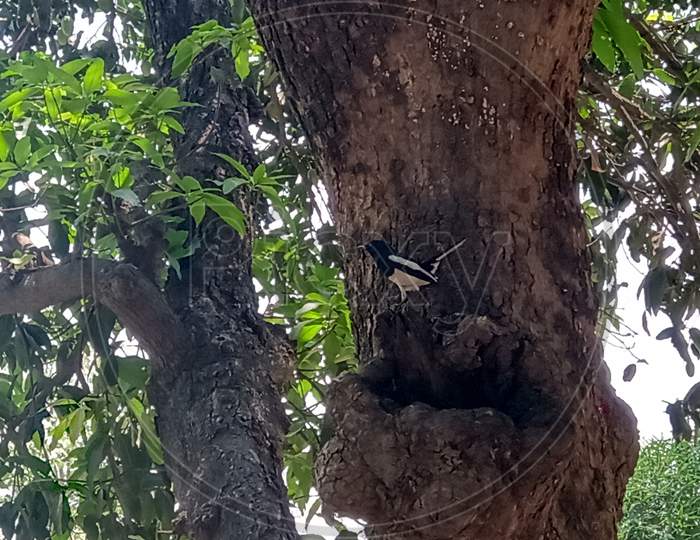 Bird seat on tree