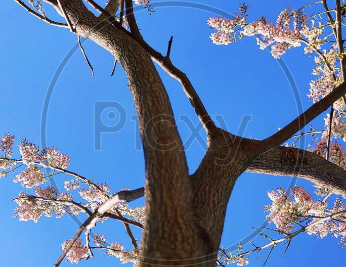A tree is full of beautiful flowers in the spring season.