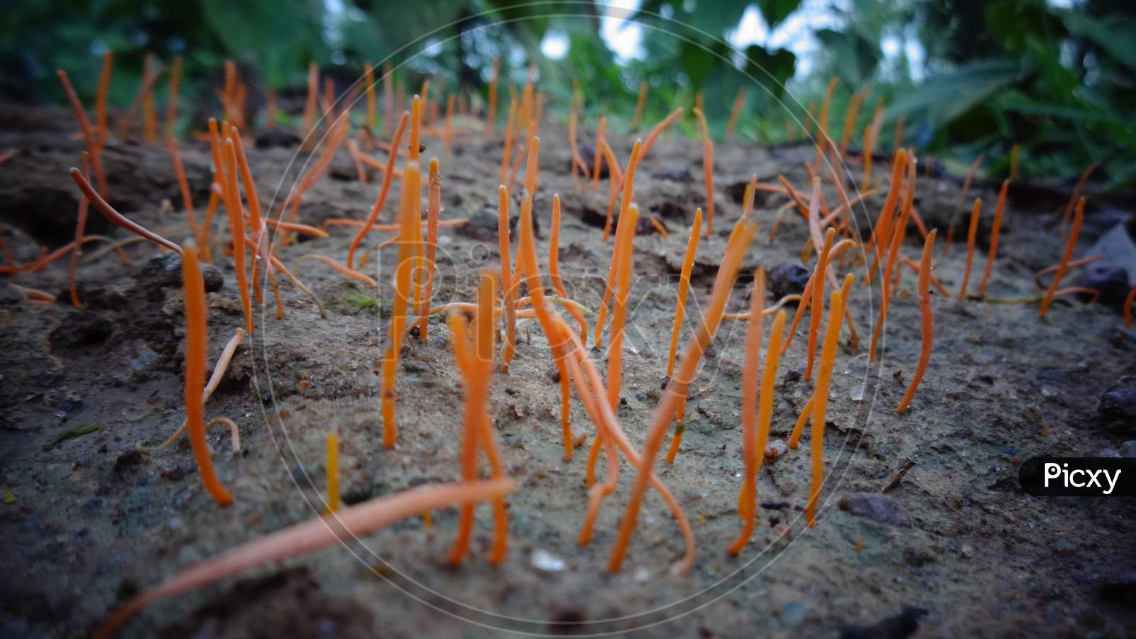 Jackfruit plant stem terrestrial soil closeup image