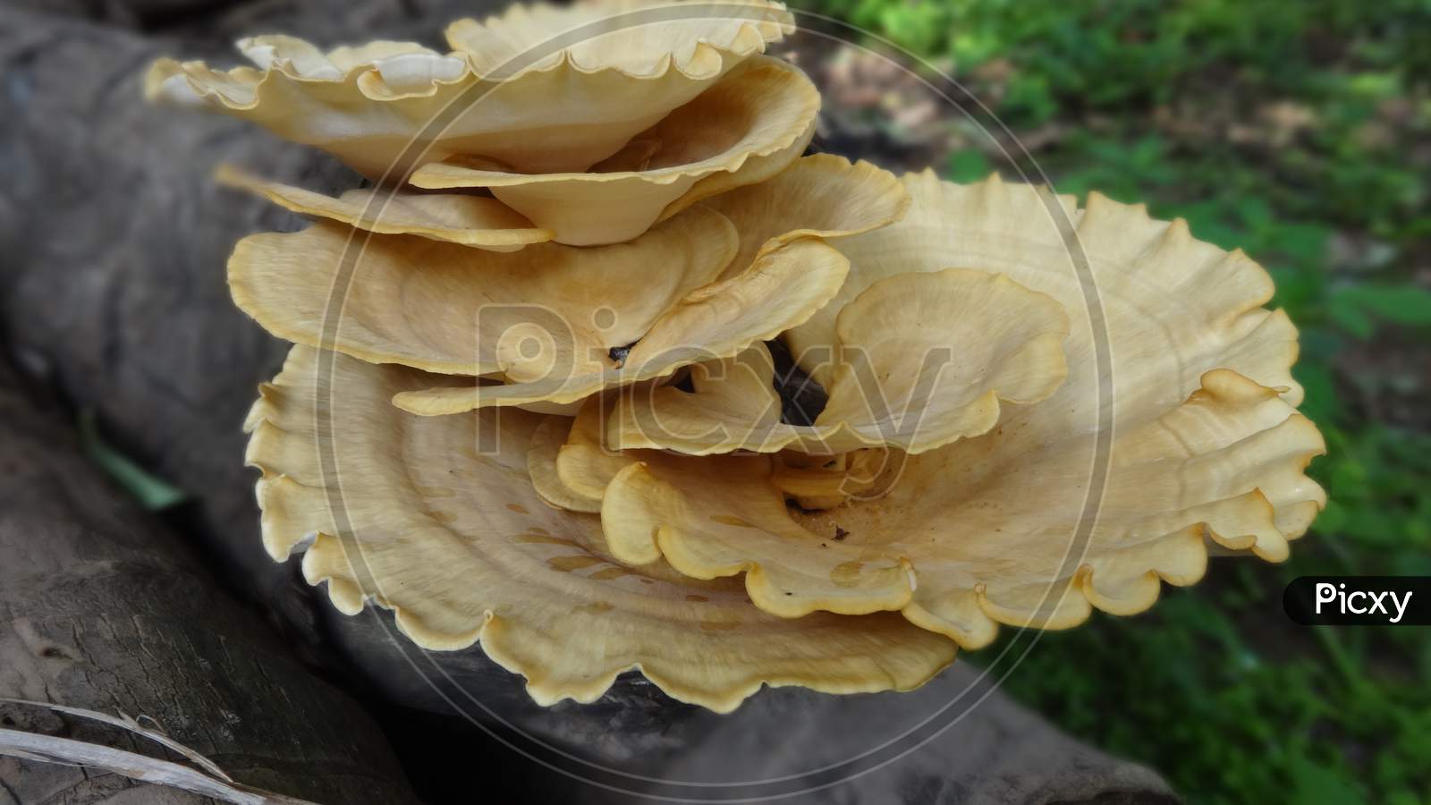 Closeup hen of the wood petal medicinal mushroom fungus wallpaper