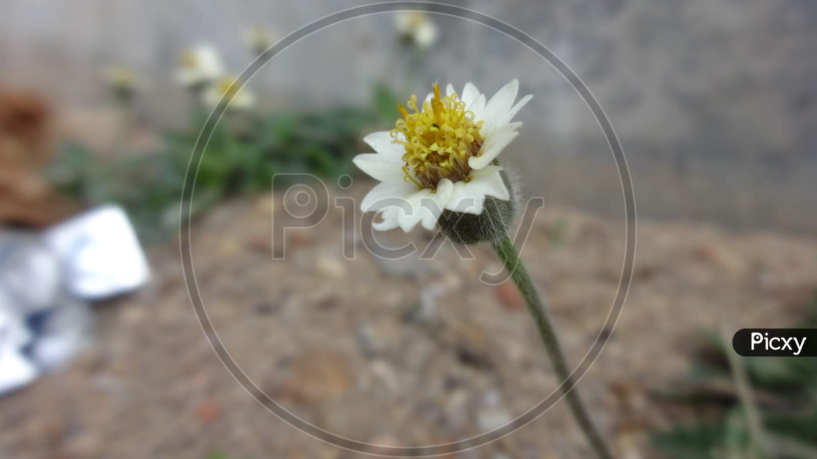 Very closeup pollen camomile macro flowering plant background wallpaper