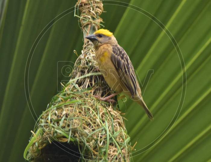 A Baya Weaver Builds A Nest In A Tree In Nagaon District Of Assam On May 13,2020.