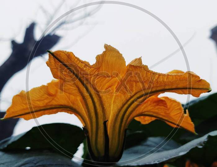 A yellow pumpkin flower blooming with the background of white.