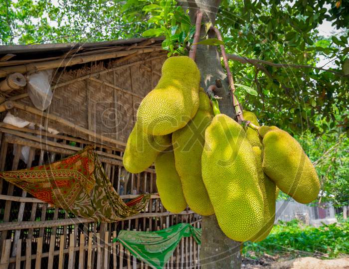 A Large Scale Of Jackfruits Hanging On The Tree. Jackfruit Is The National Fruit Of Bangladesh. It Is A Seasonal Summer Time Fruit.