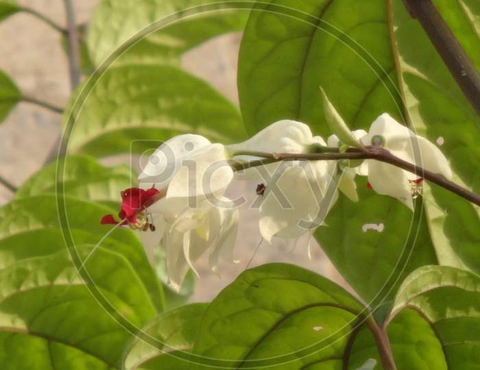 Beautiful closeup morning glory petal white flowering plant
