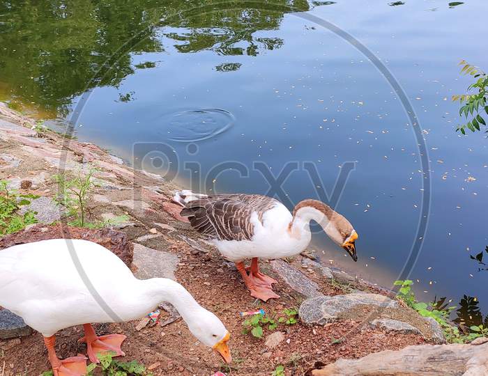 Pair of duck in pond