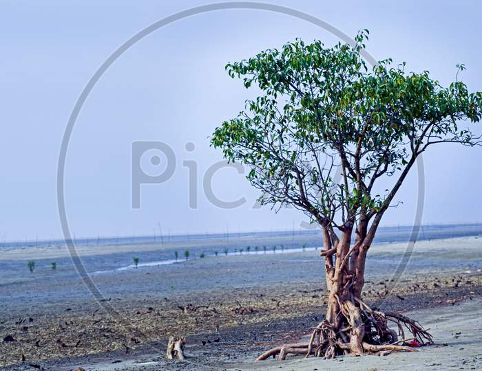 alone tree  on bakkhali sea beach