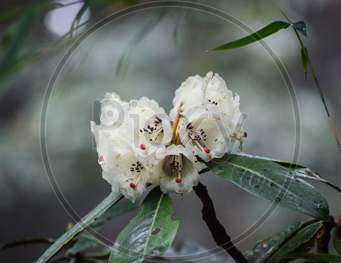 white Chaenomeles speciosa Apple Blossom, at Sandakphu,