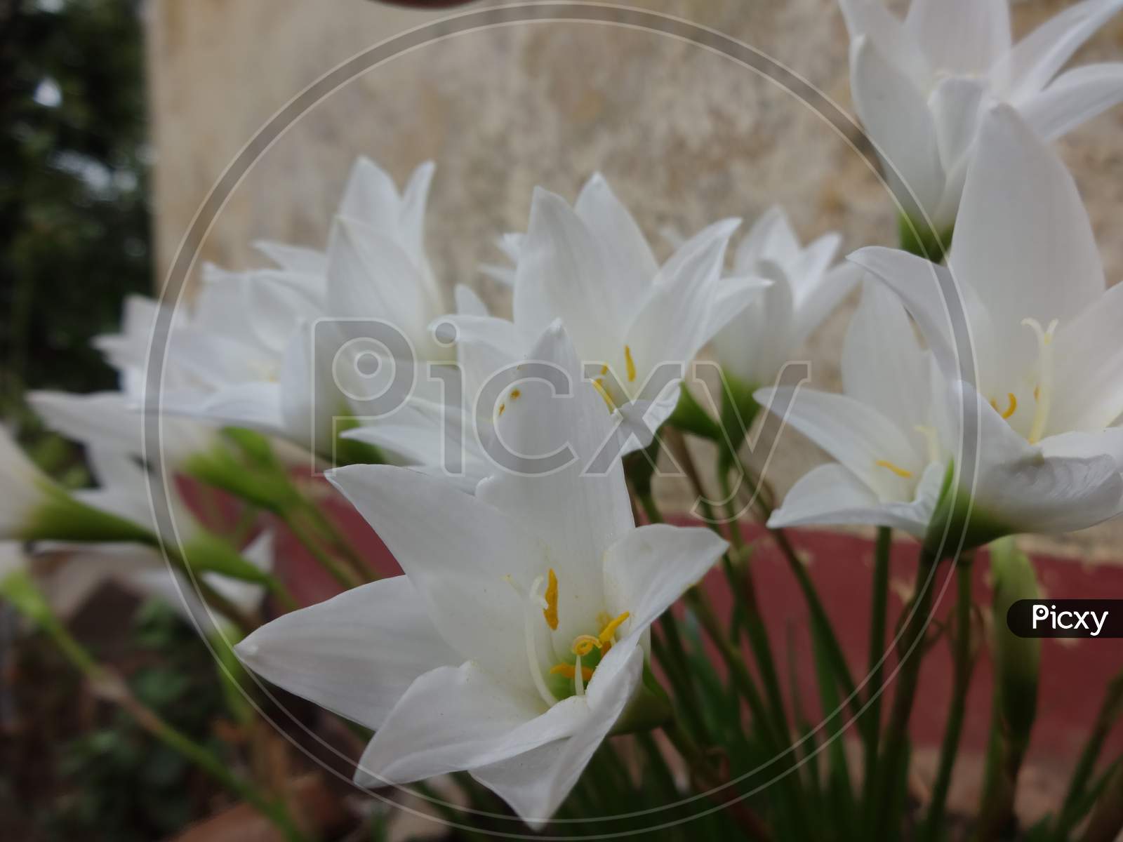 Beautifull closeup white amaryllis belladonna lily flowering plant