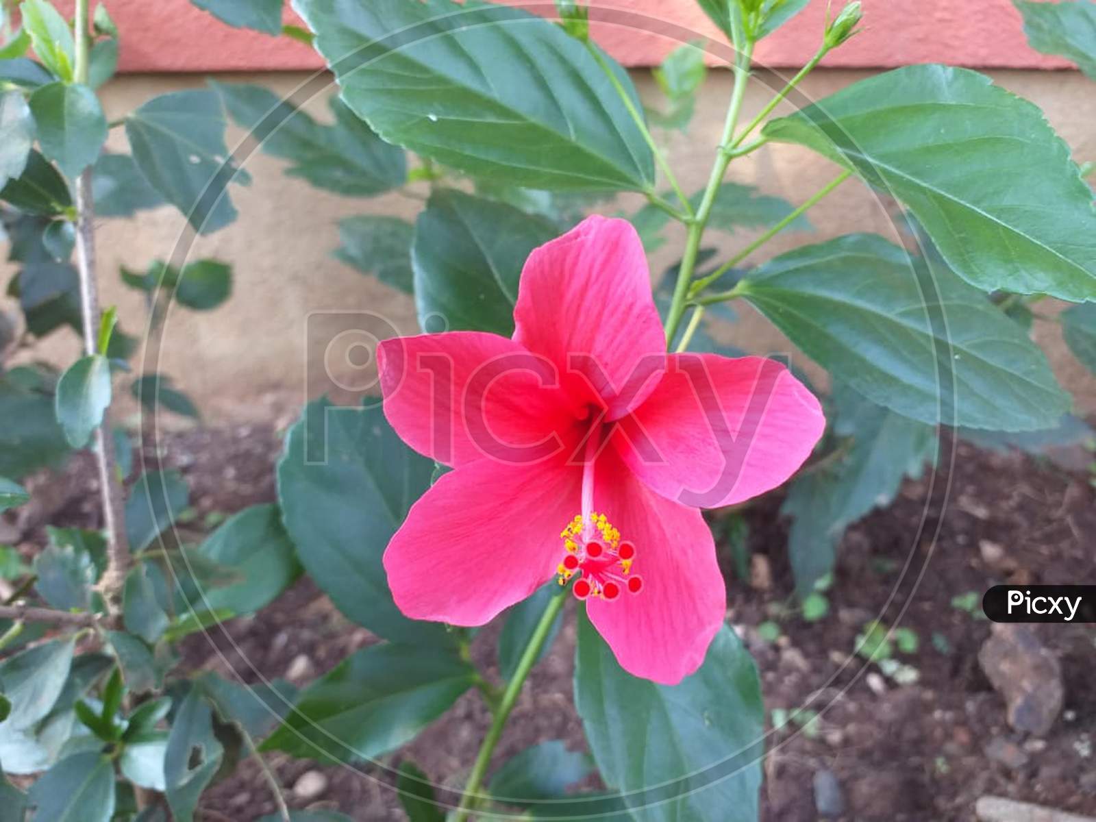 Hibiscus Flower in the Garden with Green Leaves