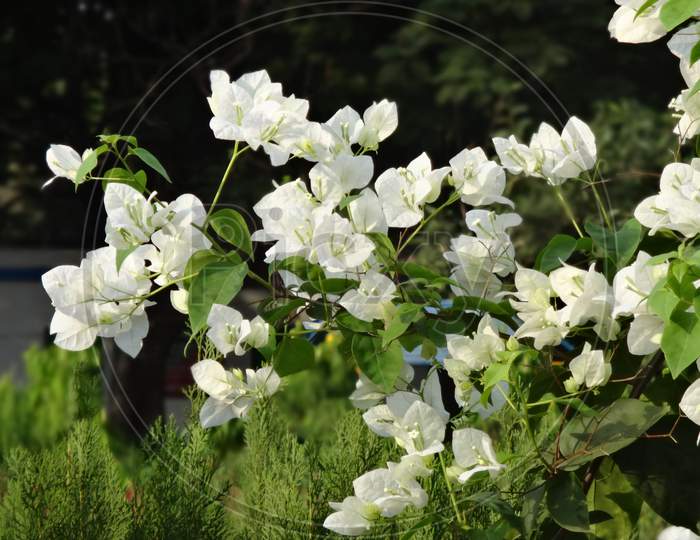 Closeup White jasmine bellflower plantation