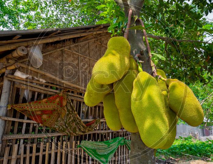 A Large Scale Of Jackfruits Hanging On The Tree. Jackfruit Is The National Fruit Of Bangladesh. It Is A Seasonal Summer Time Fruit.