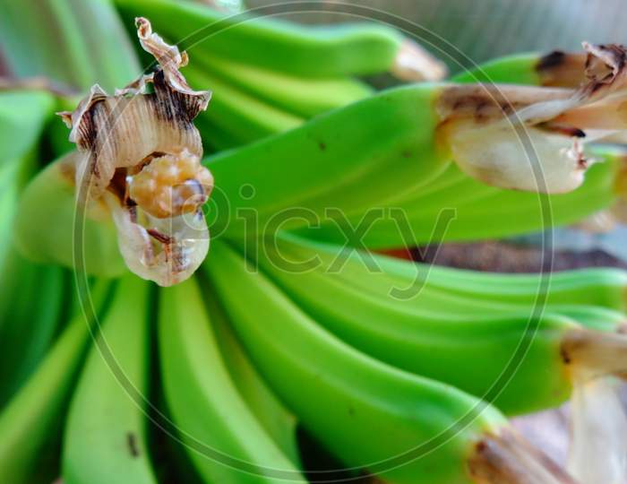 Very closeup green banana fruit plant