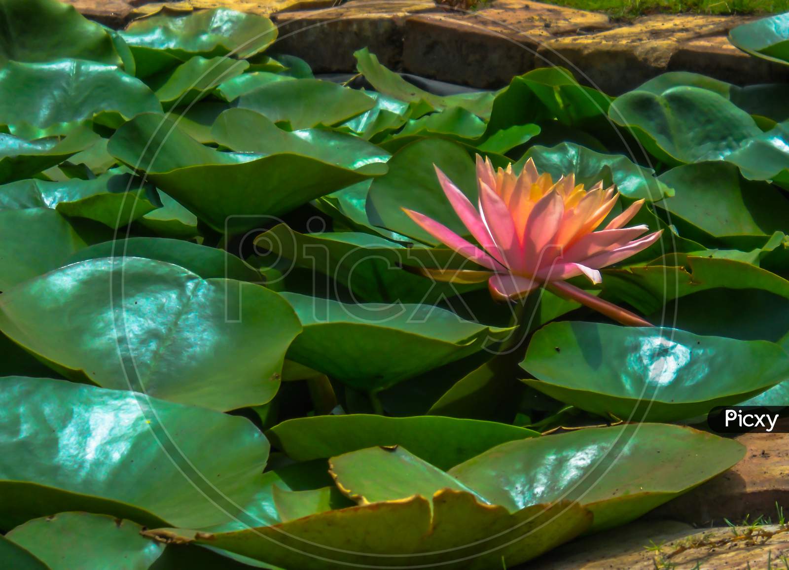 A Single Pink Lotus Flower In A Pond Surrounded By The Green Leaves.