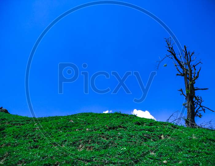 A Solo Tree On The Hill Without The Leaves With A Blue Sky As A Background