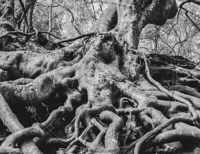 Roots of a tree