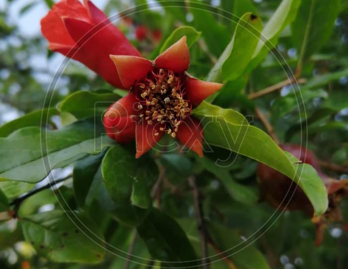 Pomegranate Flower.