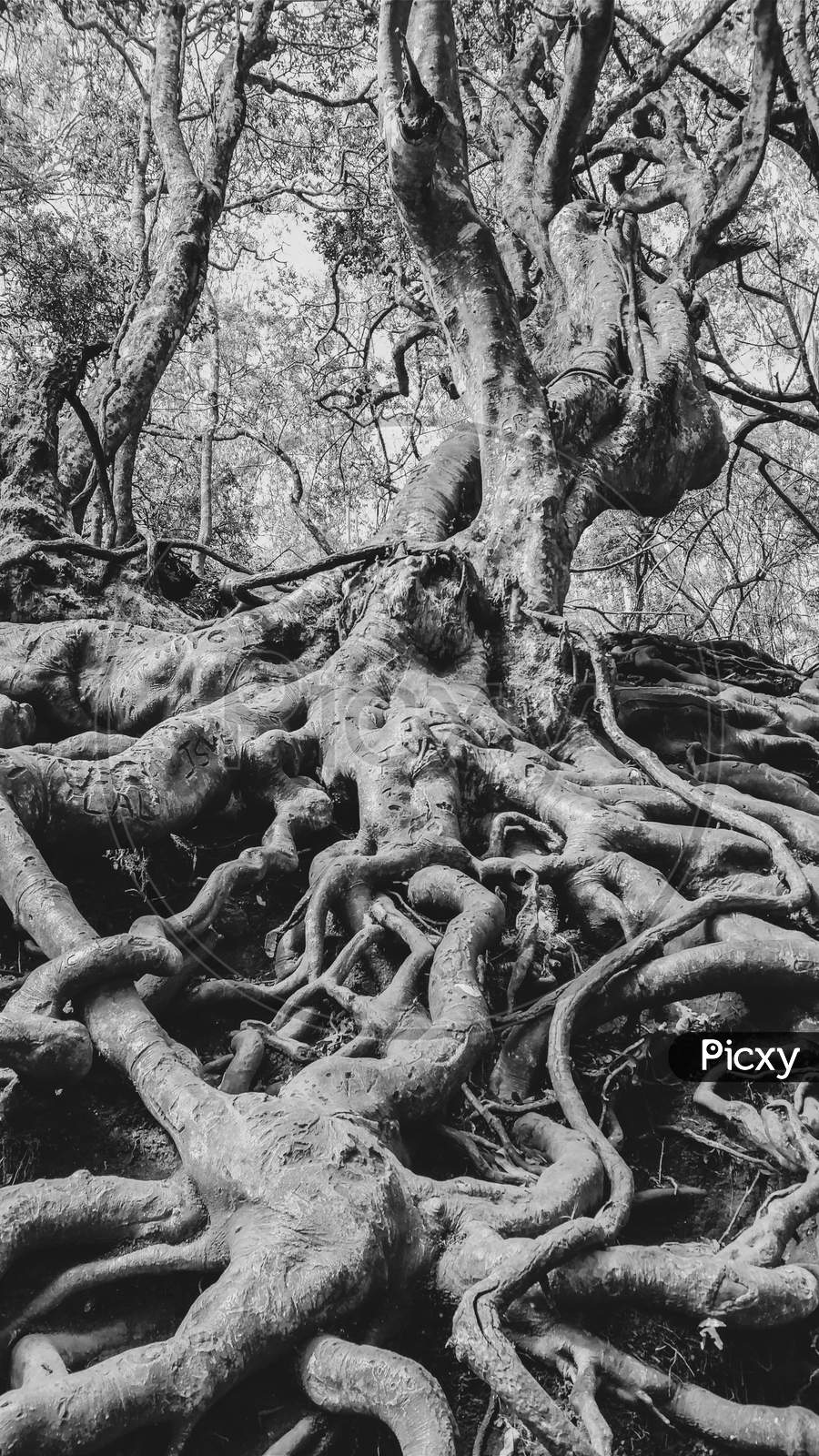Roots of a tree