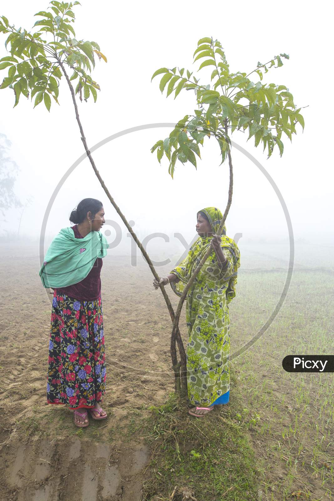 Bangladesh – January 06, 2014: On A Foggy Winter Morning, Two Woman Are Gossiping At Ranisankail, Thakurgaon.