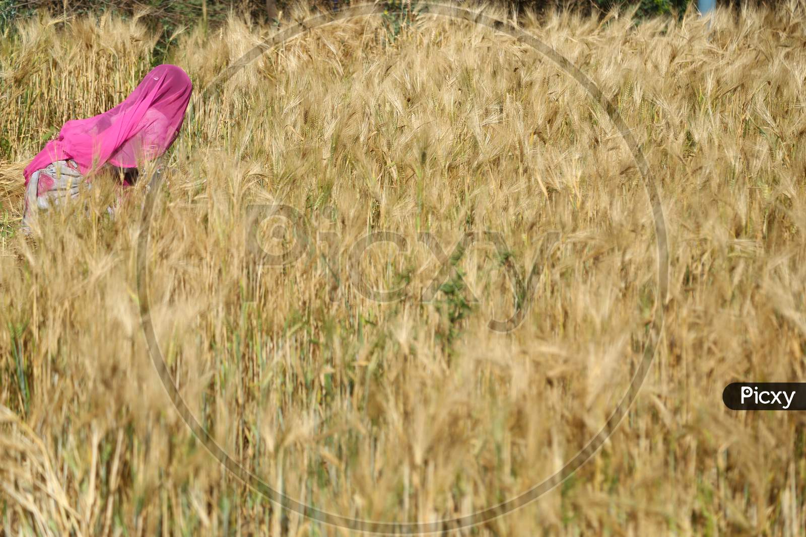 Indian farmer harvests wheat crop in outskirts village of Ajmer, Rajasthan, India