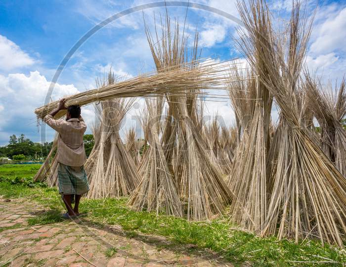 Bangladesh – August 06, 2019: Workers Are Carring Jute Sticks For Sun Drying At Madhabdi, Narsingdi, Bangladesh.