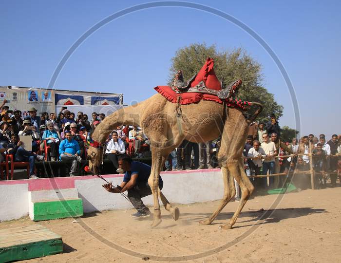 Nagaur Cattle Fair, Where Animals Like Camels, Cows, Horses And Bulls Are Brought To Be Sold Or Traded, In Nagaur District In The Desert State Of Rajasthan, India On 31 January 2020.