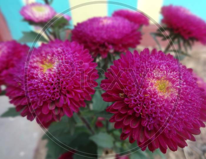 Pink chrysanths floral design china aster small flowering plant closeup image