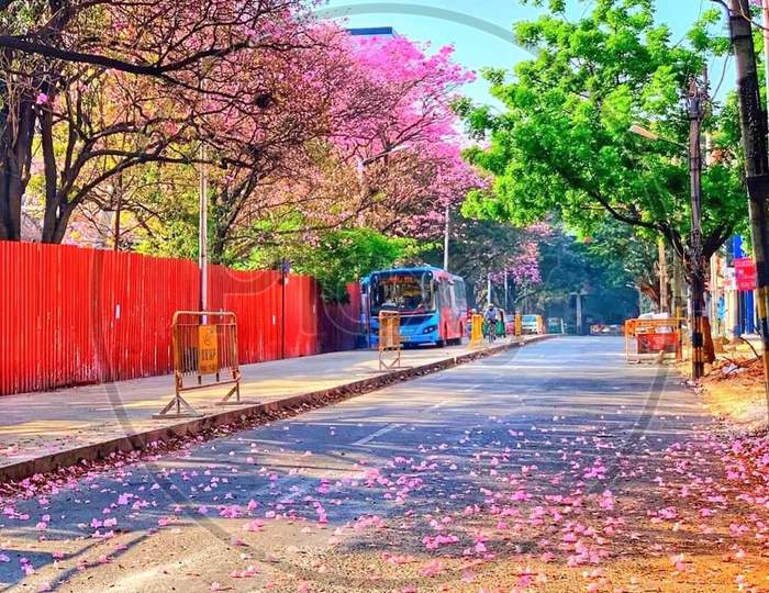 Pink Color flowers Falls on the Road