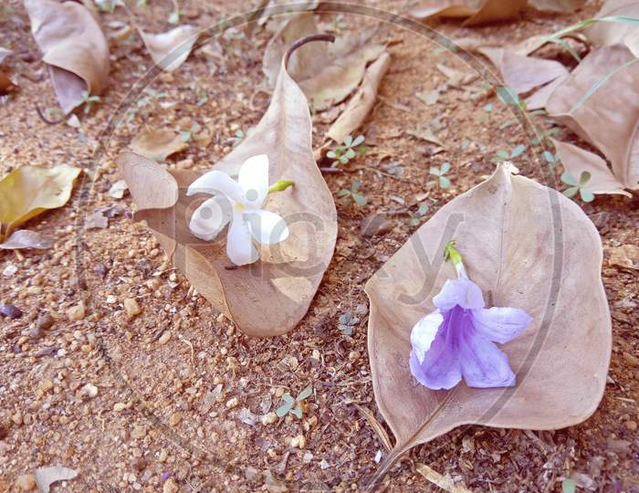 Dry Leaf with flowers on the Grounds