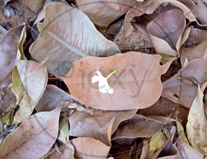 Dry leaf with Flower