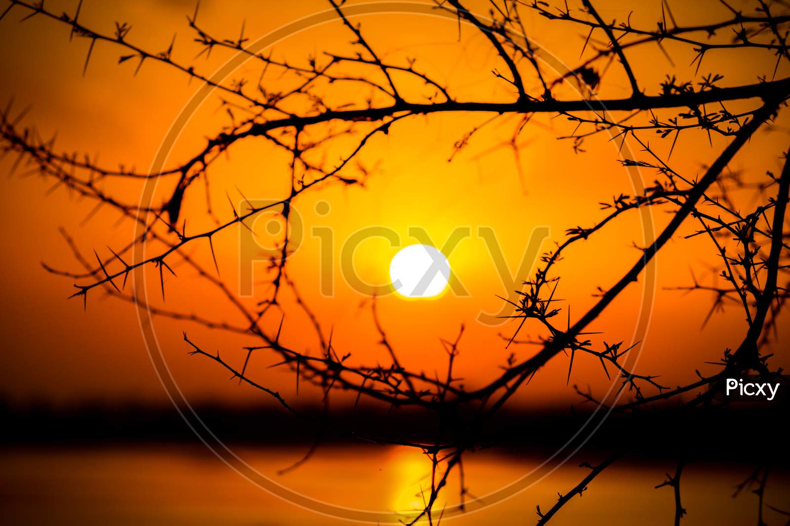 Sun in the arms of tree.