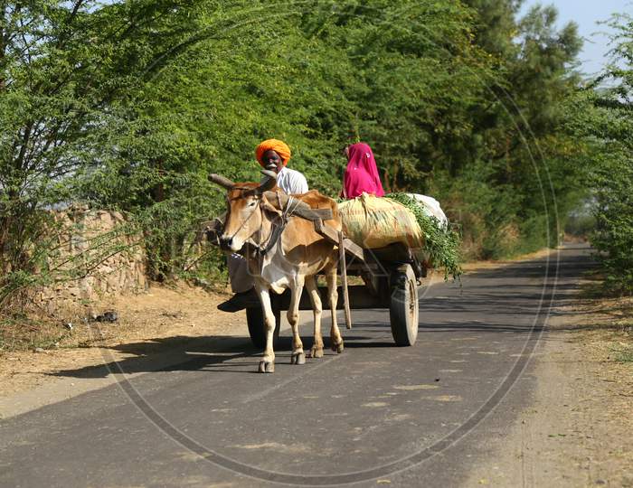Indian Farmer returns from agriculture fields with produce carried on a bullock cart on the outskirts of Ajmer, Rajasthan, India .
