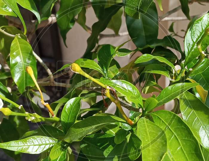 Green Plant in bright sunlight