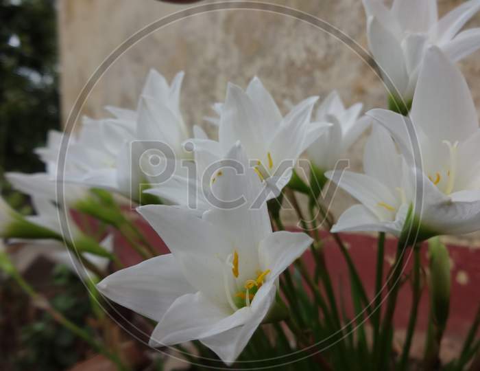 Beautifull closeup white amaryllis belladonna lily flowering plant