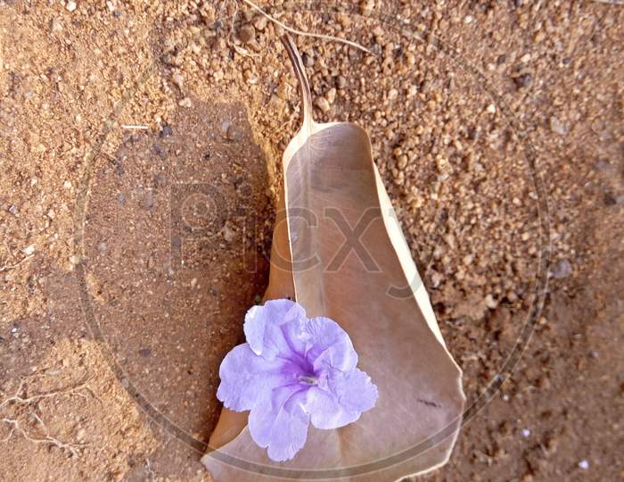 Dry leaf with Flower fell on the ground