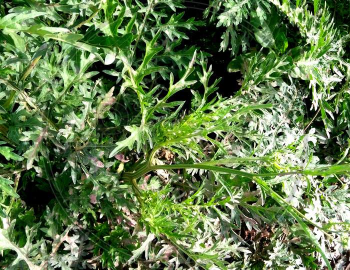 Cyanthillium cinereum Plants