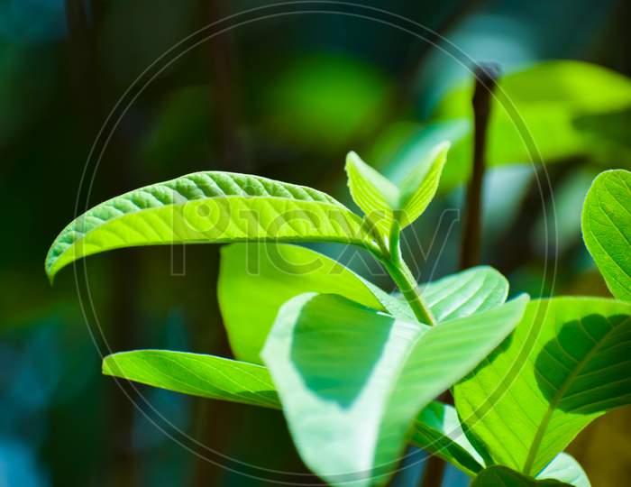Green Leaf with green background