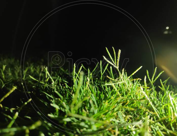 Grass night mode