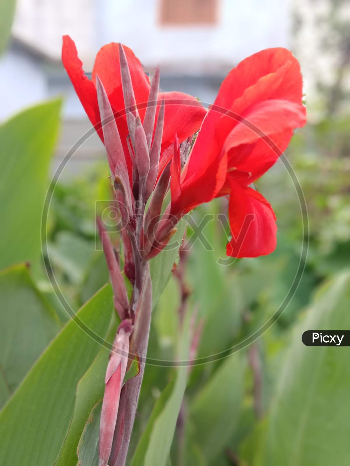 a beautiful looking red anthurium flower.