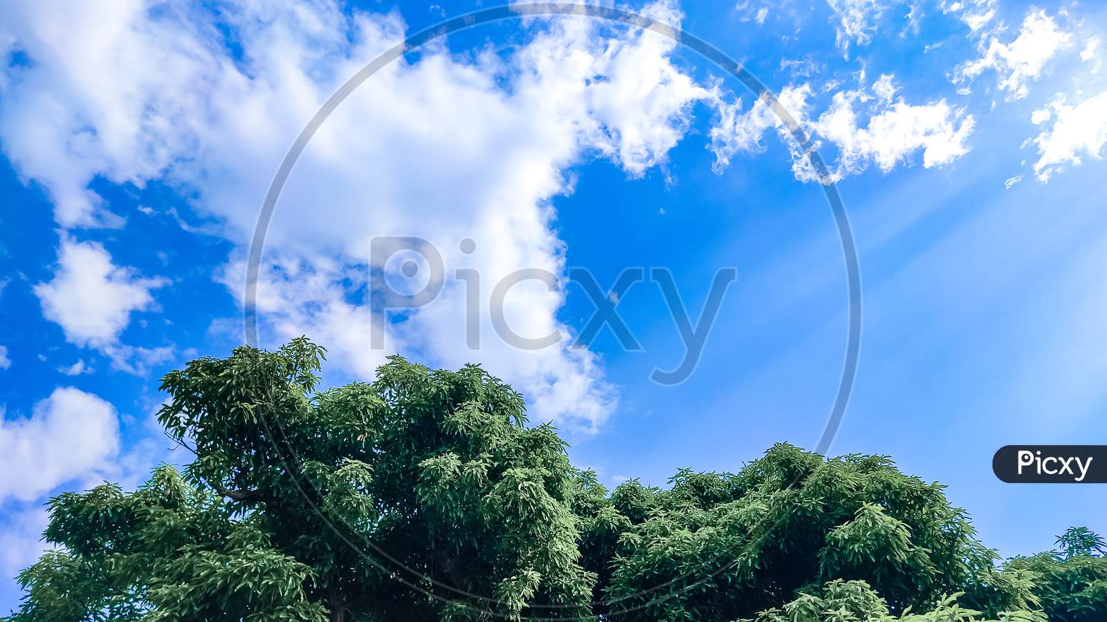 Landscape view of Green tree is in the background of clear blue sky with clouds.