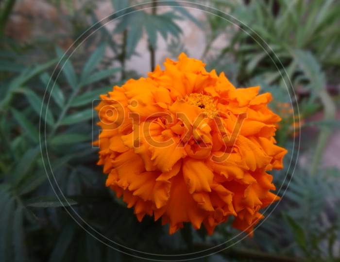 Closeup English marigold orange color flowering plant Background wallpaper